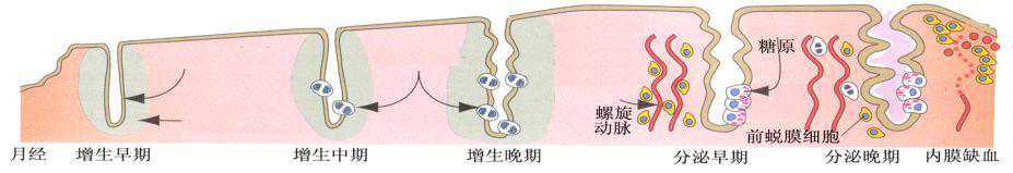 供卵代怀包男孩公司,怎样的子宫内膜适合怀孕？吃柚子能长内膜？